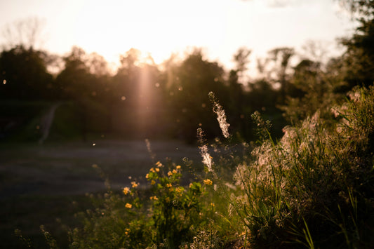 Sunlight in a meadow, close up of flowers